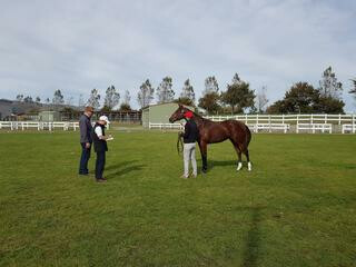 All horses have been inspected by NZB Agents who are available to assist buyers with enquiries.
